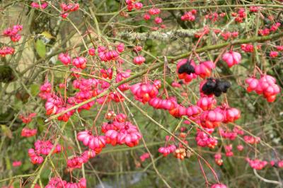 <i>Euonymus europaeus</i>