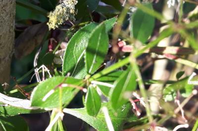 <i>Rubia peregrina</i>