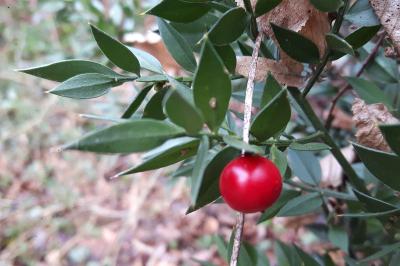 <i>Ruscus aculeatus</i>