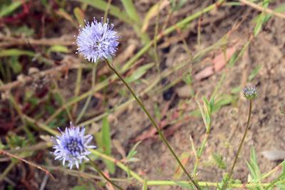 <i>Jasione montana</i>