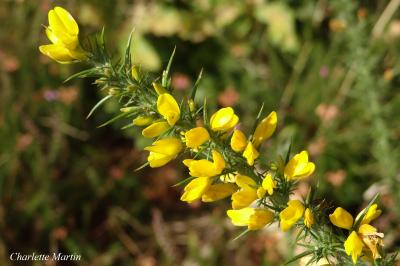 <i>Ulex minor</i>
