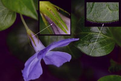 <i>Vinca major</i>