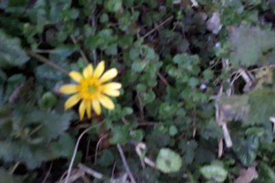 <i>Ficaria verna</i>