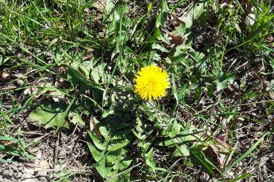 <i>Taraxacum officinale</i>