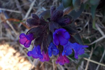 <i>Pulmonaria affinis</i>
