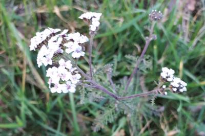 <i>Achillea millefolium</i>