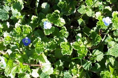 <i>Veronica chamaedrys</i>
