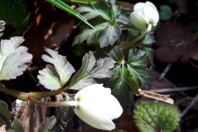 <i>Anemone nemorosa</i>