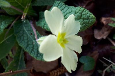 <i>Primula vulgaris</i>