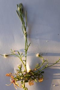 <i>Cardamine hirsuta</i>