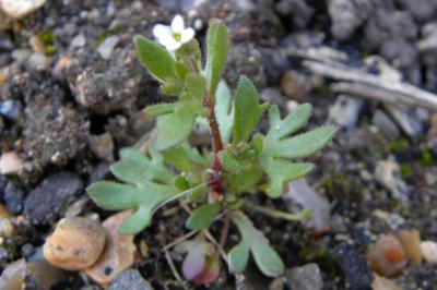 <i>Saxifraga tridactylites</i>
