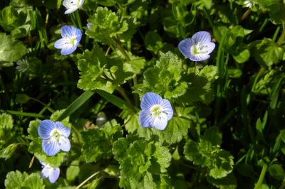 <i>Veronica persica</i>