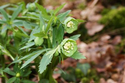 <i>Helleborus viridis</i>