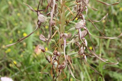 <i>Himantoglossum hircinum</i>