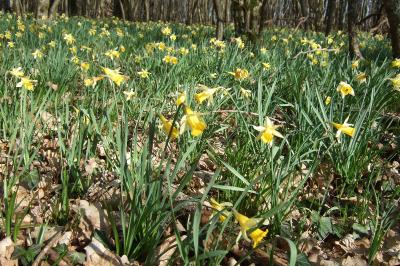 <i>Narcissus pseudonarcissus</i>