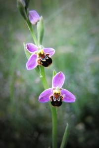 <i>Ophrys apifera</i>