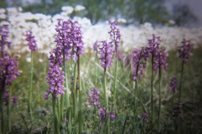 <i>Anacamptis morio</i>