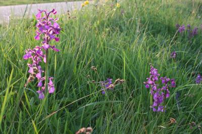 <i>Anacamptis morio</i>