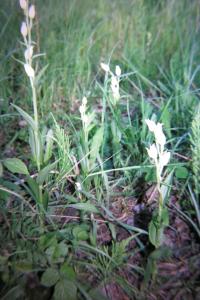 <i>Cephalanthera damasonium</i>