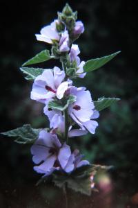 <i>Althaea officinalis</i>