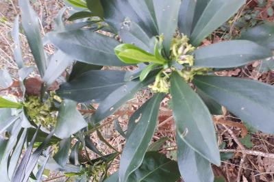 <i>Daphne laureola</i>