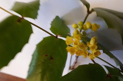 <i>Berberis aquifolium</i>