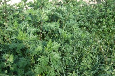 <i>Artemisia vulgaris</i>