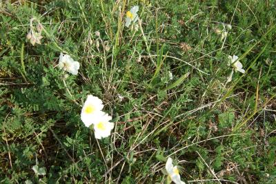 <i>Helianthemum apenninum</i>