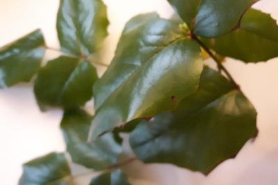<i>Berberis aquifolium</i>