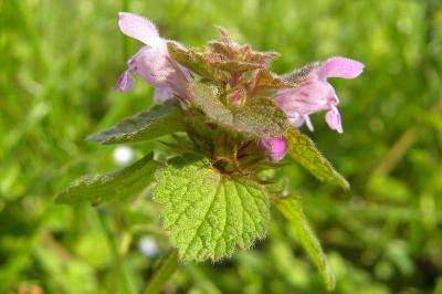<i>Lamium purpureum</i>