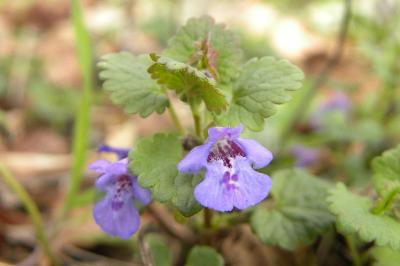 <i>Glechoma hederacea</i>