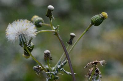<i>Senecio vulgaris</i>