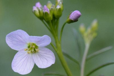 <i>Cardamine pratensis</i>