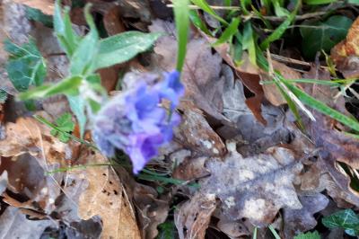<i>Pulmonaria affinis</i>