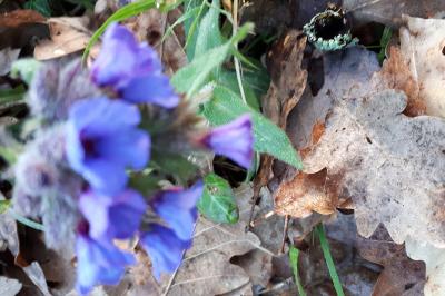 <i>Pulmonaria affinis</i>