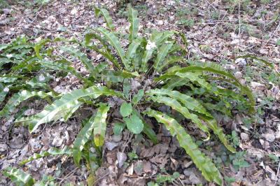 <i>Asplenium scolopendrium</i>
