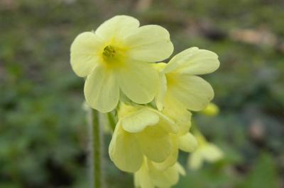 <i>Primula elatior</i>