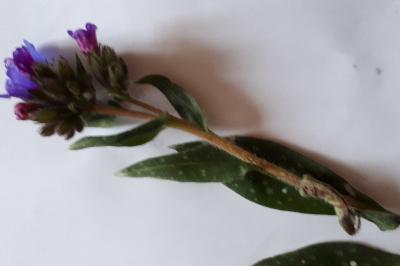 <i>Pulmonaria affinis</i>