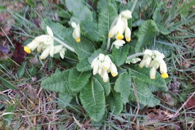 <i>Primula veris</i>