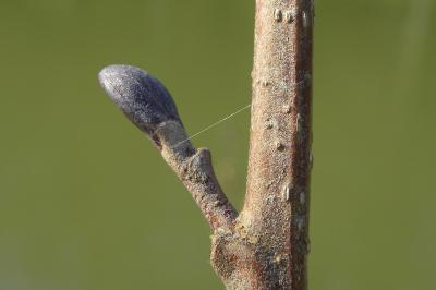 <i>Alnus glutinosa</i>