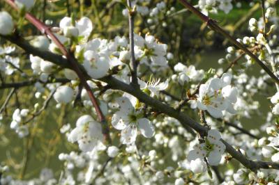 <i>Prunus spinosa</i>