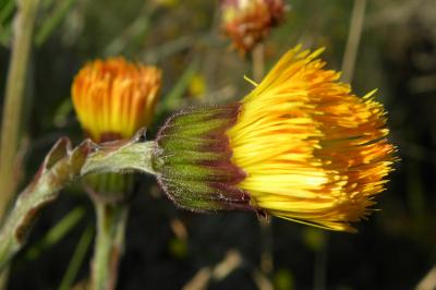 <i>Tussilago farfara</i>