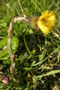 <i>Tussilago farfara</i>