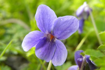 <i>Viola odorata</i>