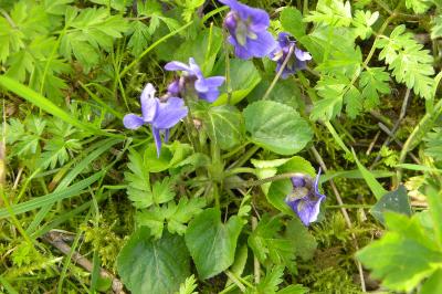 <i>Viola odorata</i>