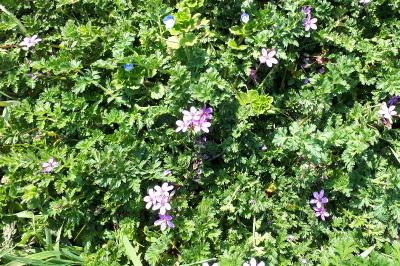 <i>Erodium cicutarium</i>