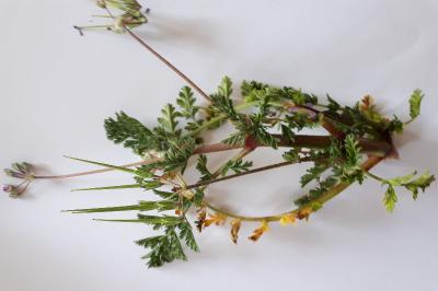 <i>Erodium cicutarium</i>