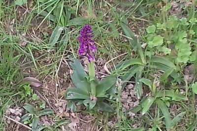 <i>Dactylorhiza fuchsii</i>