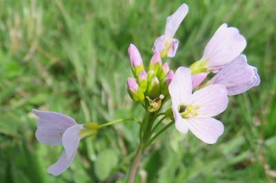 <i>Cardamine pratensis</i>