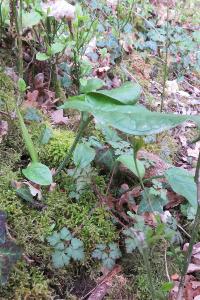 <i>Arum maculatum</i>